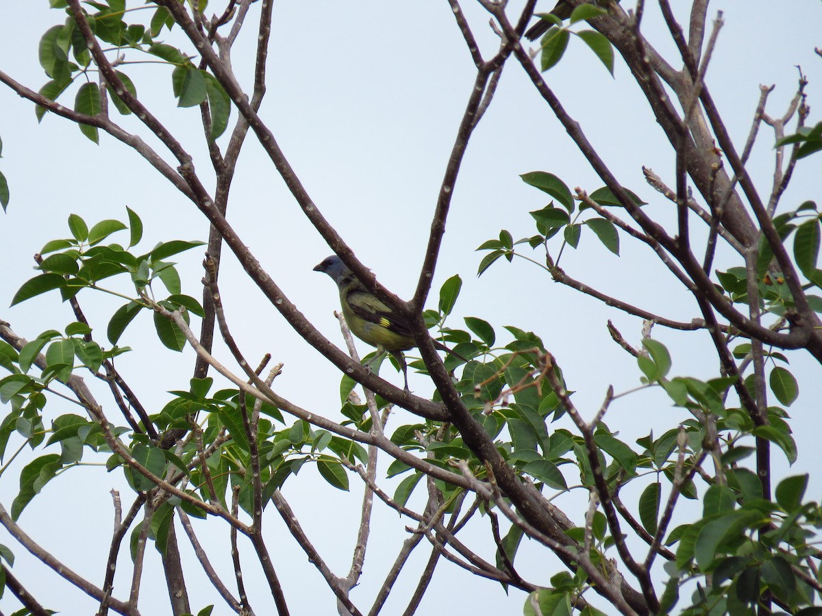 Yellow-winged Tanager - Hebert Cruz