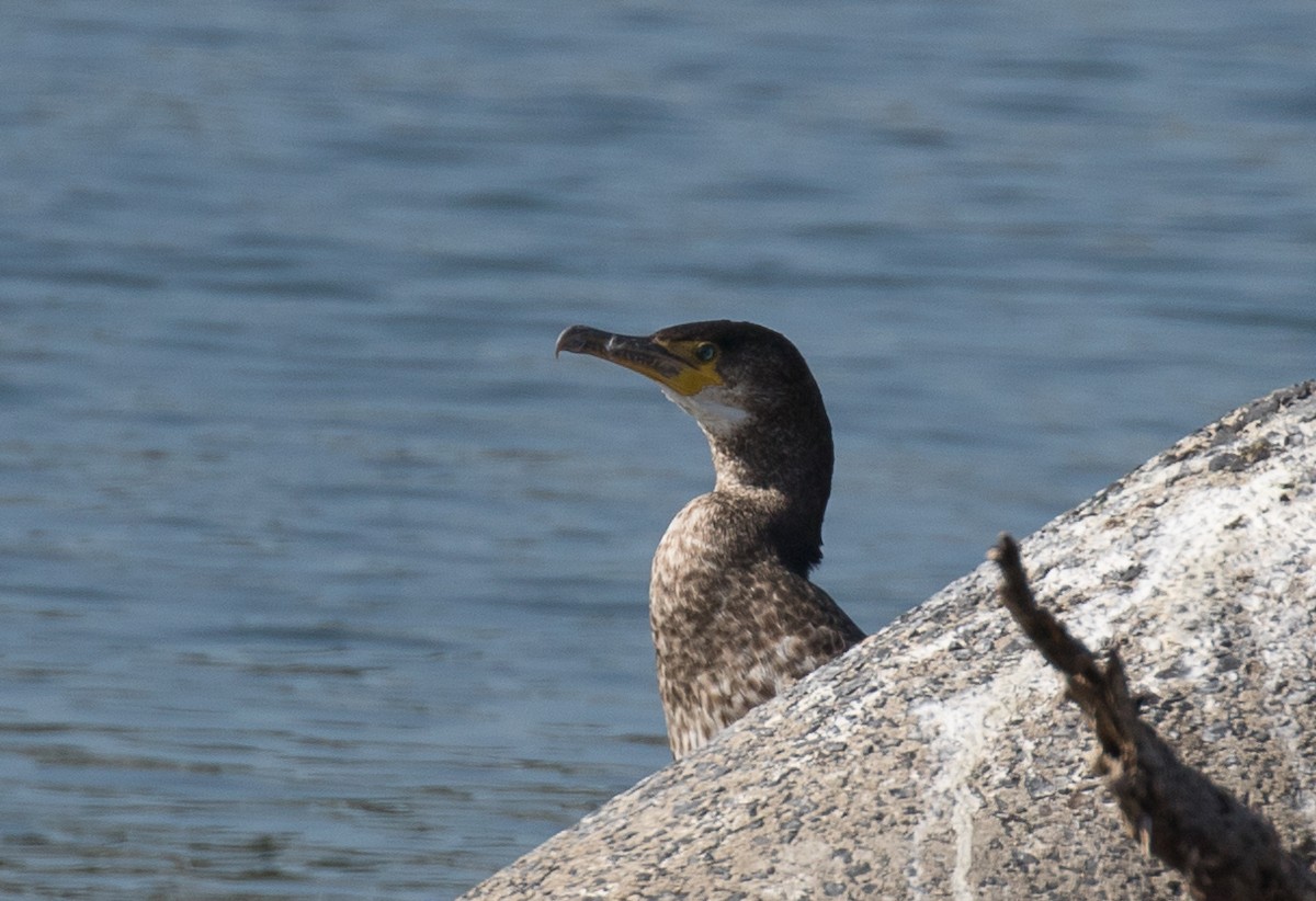 Japanese Cormorant - Simon Best