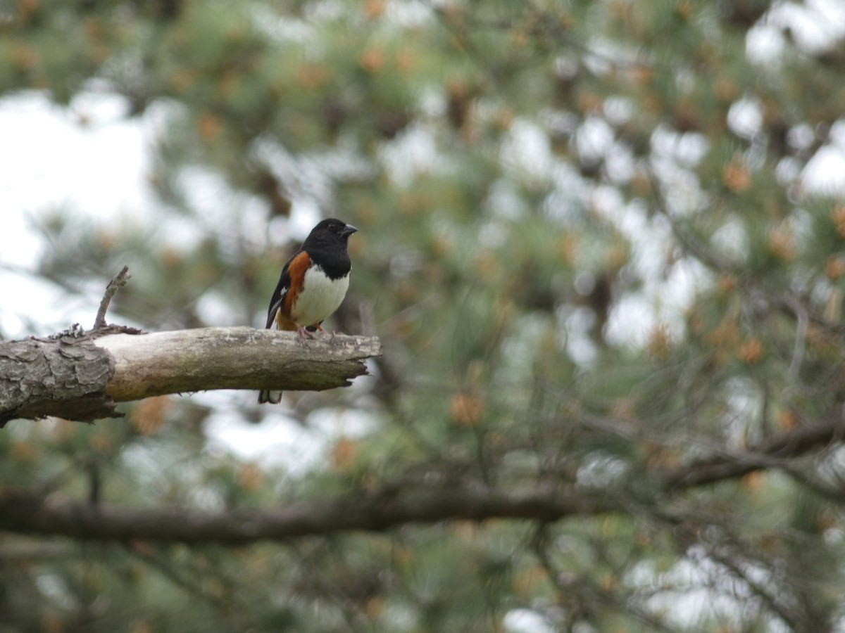 Eastern Towhee - ML162262191