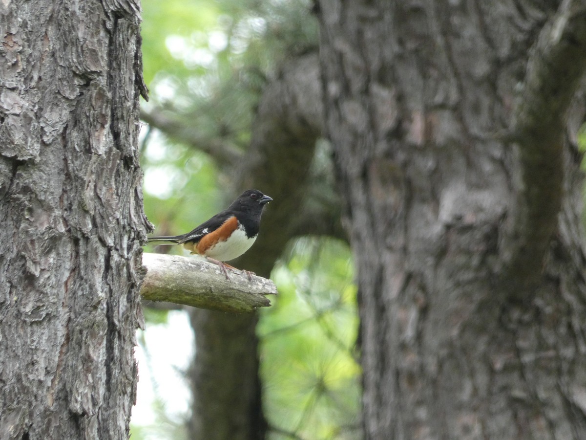 Eastern Towhee - ML162262201