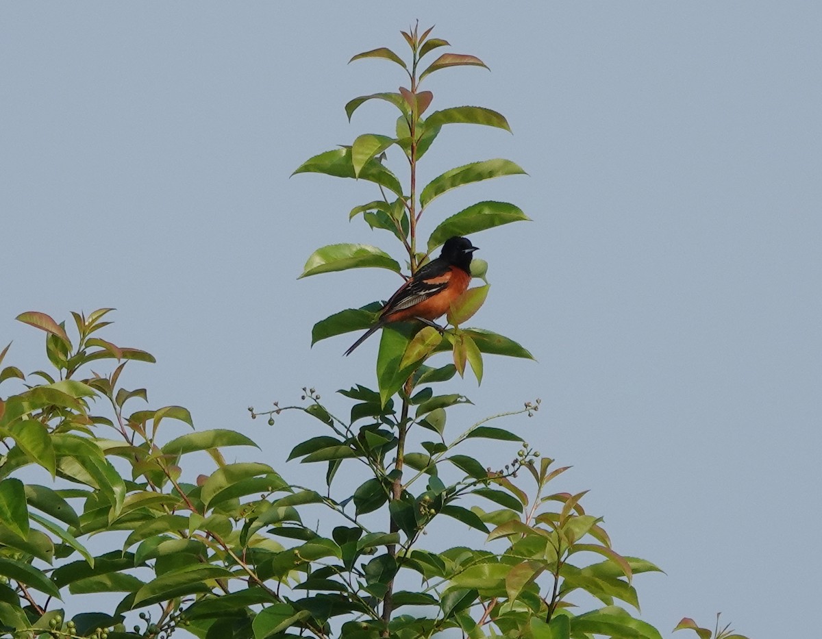 Orchard Oriole - ML162263781