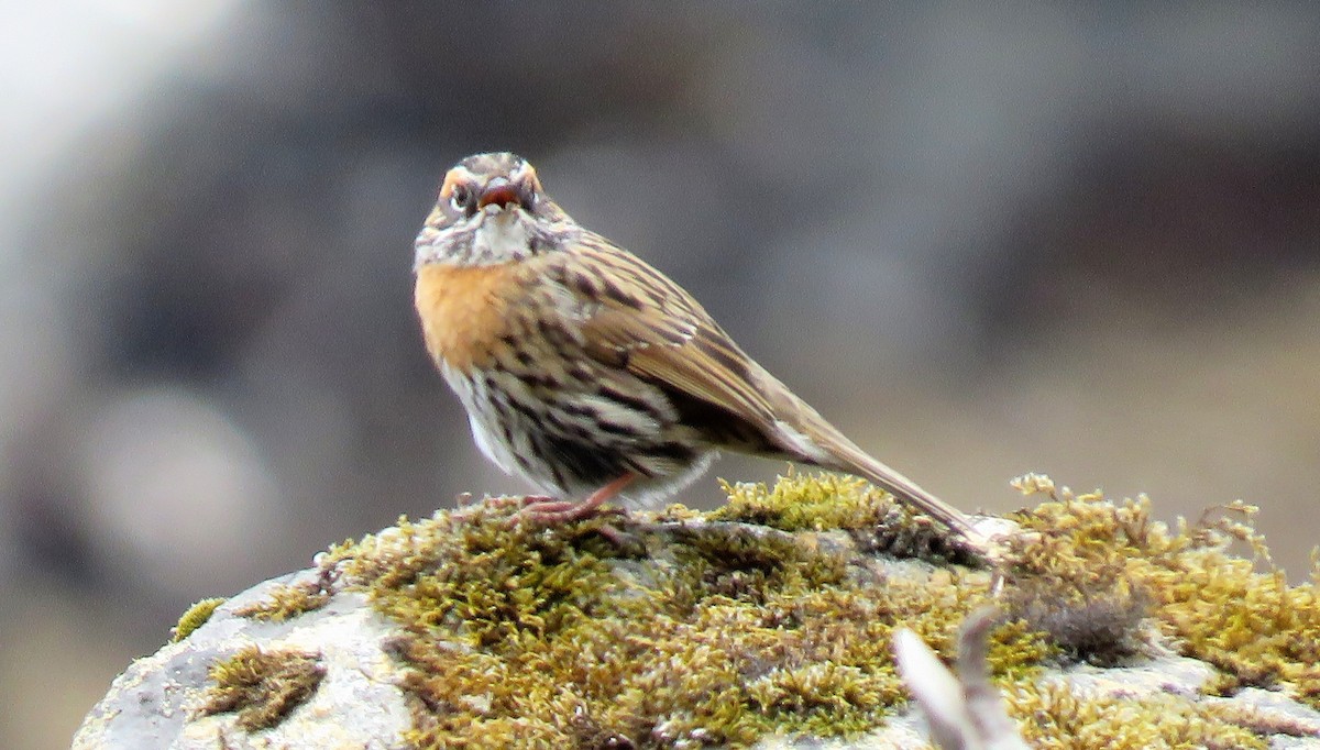 Rufous-breasted Accentor - ML162264131