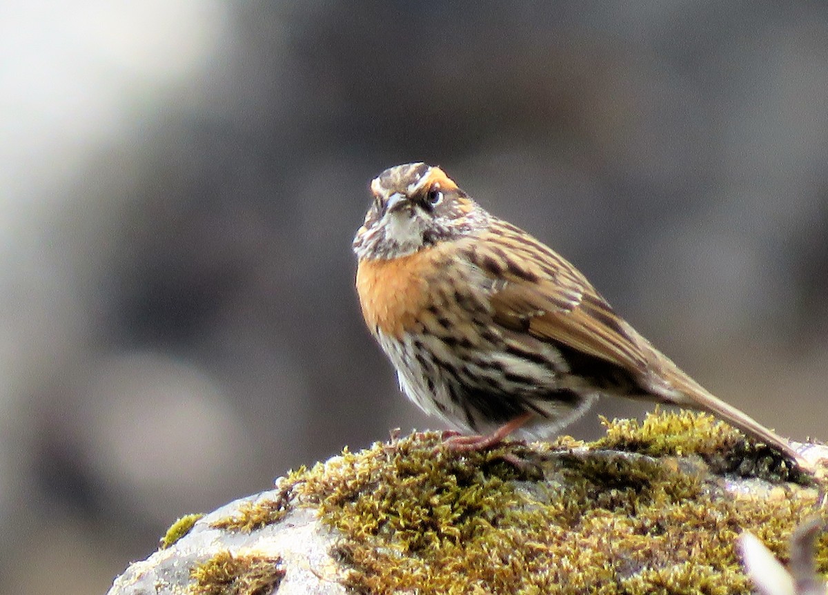 Rufous-breasted Accentor - ML162264201