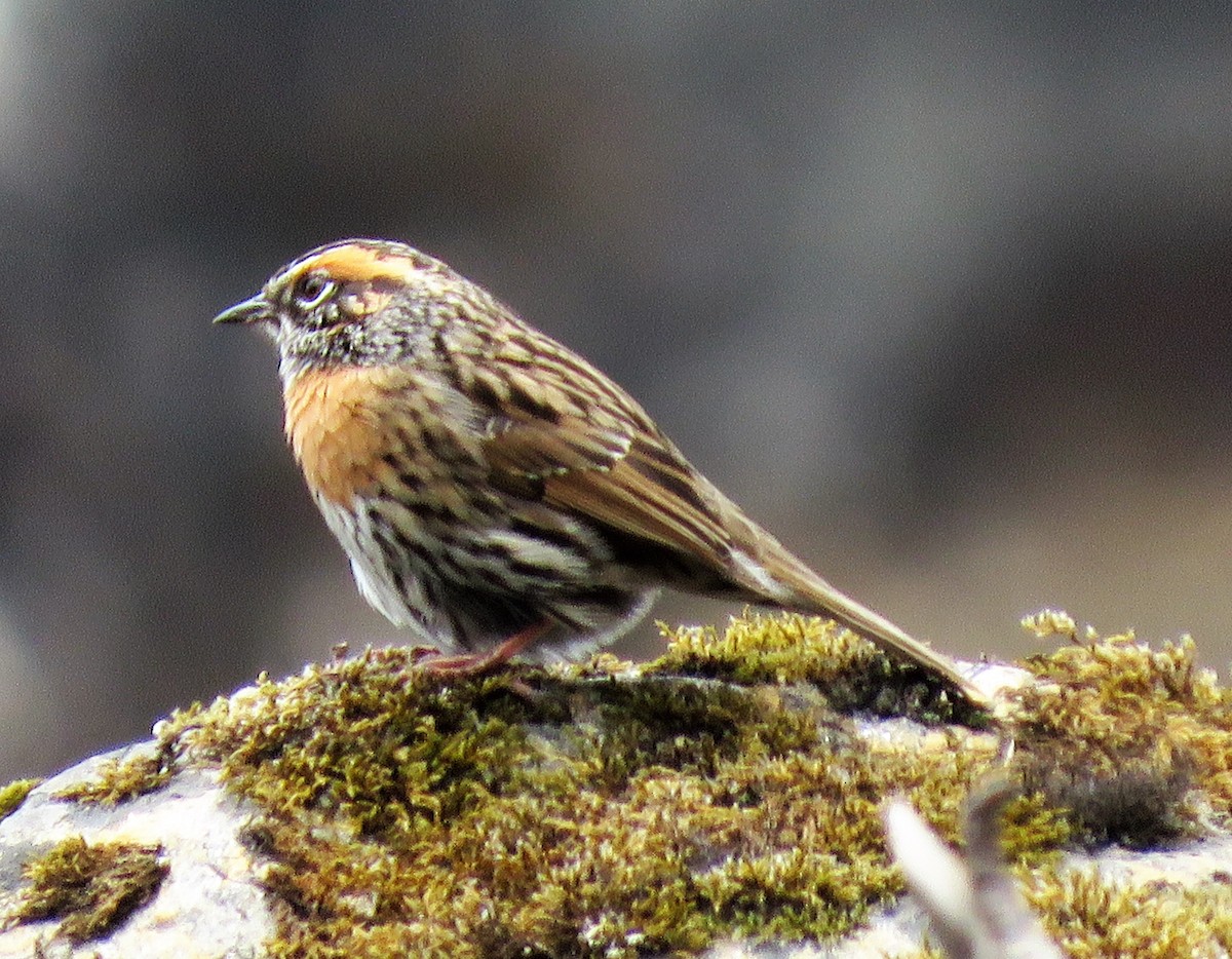 Rufous-breasted Accentor - ML162264331