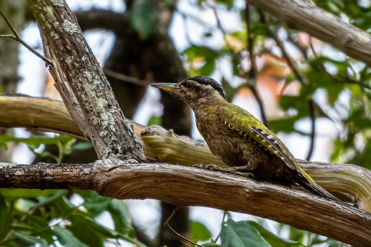 Streak-throated Woodpecker - ML162265771