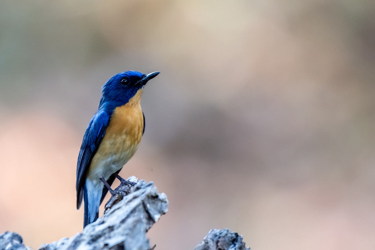 Tickell's Blue Flycatcher - ML162265901