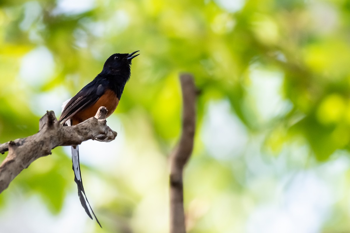 White-rumped Shama - ML162265941