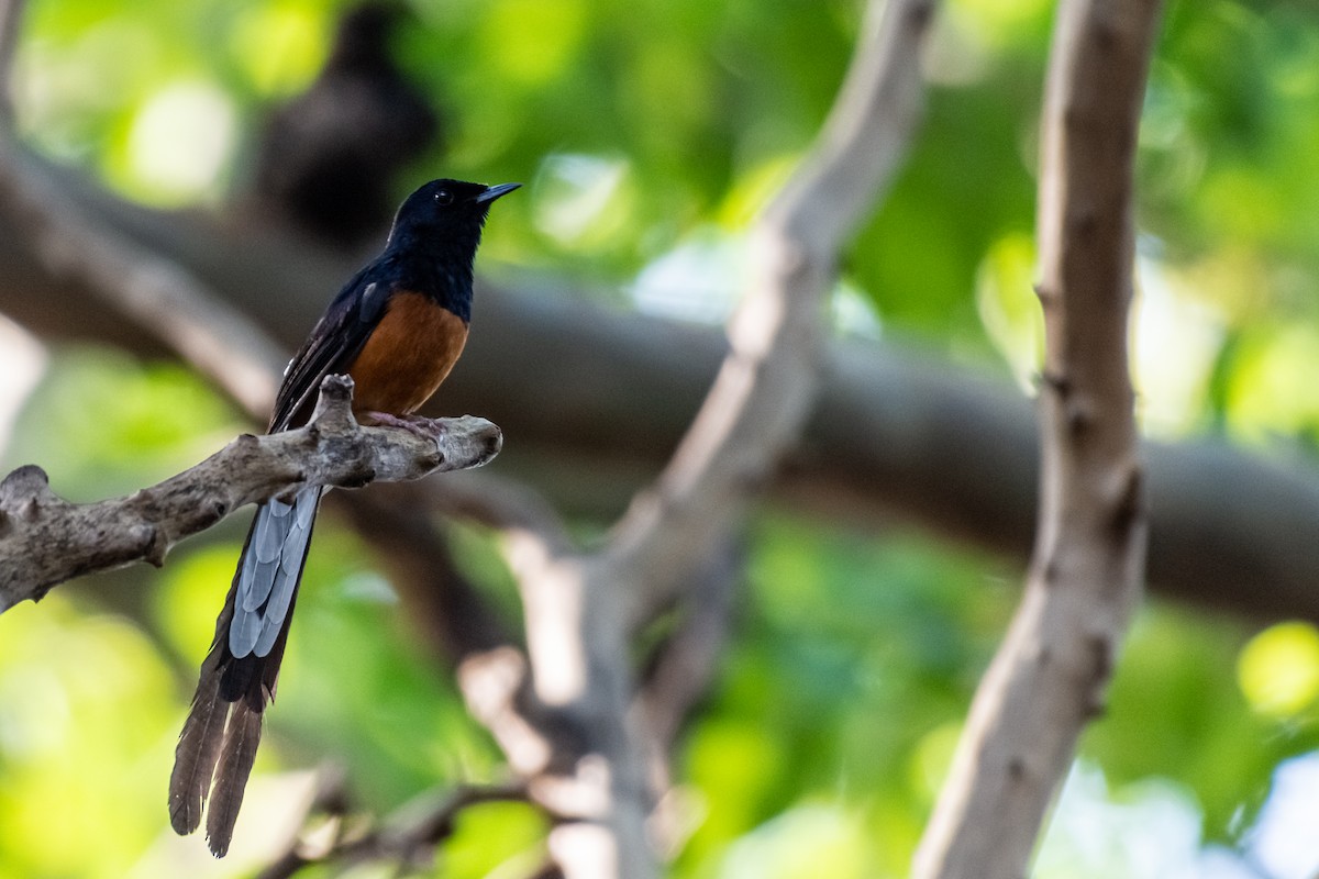 White-rumped Shama - ML162265971