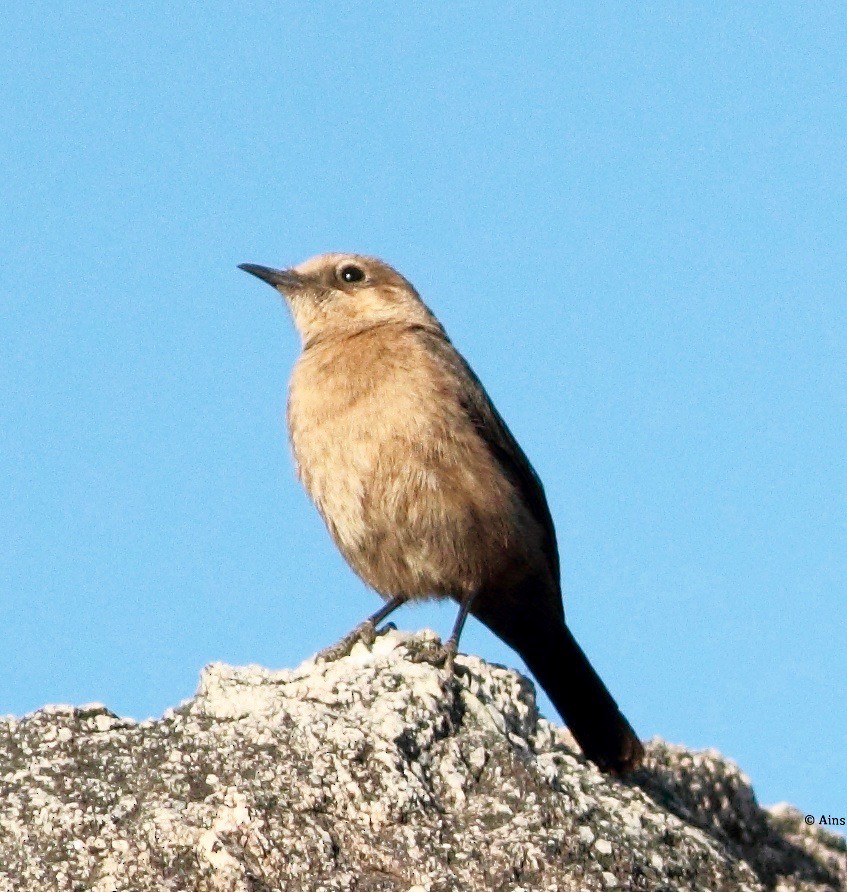 Brown Rock Chat - ML162267611