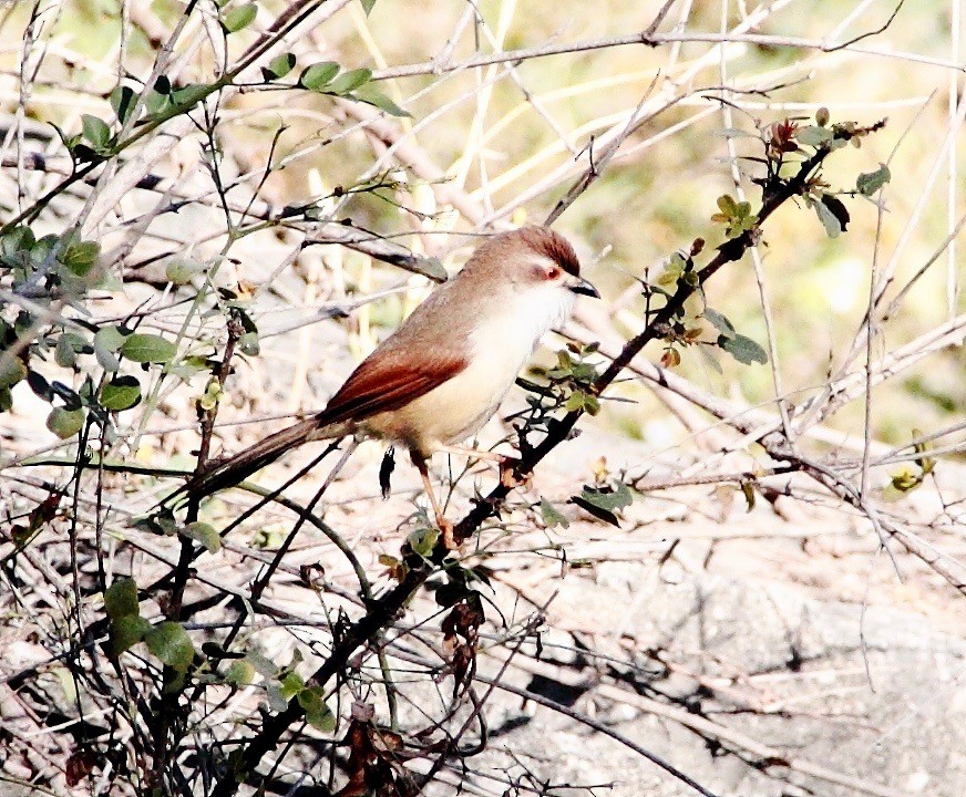 Yellow-eyed Babbler - ML162267771