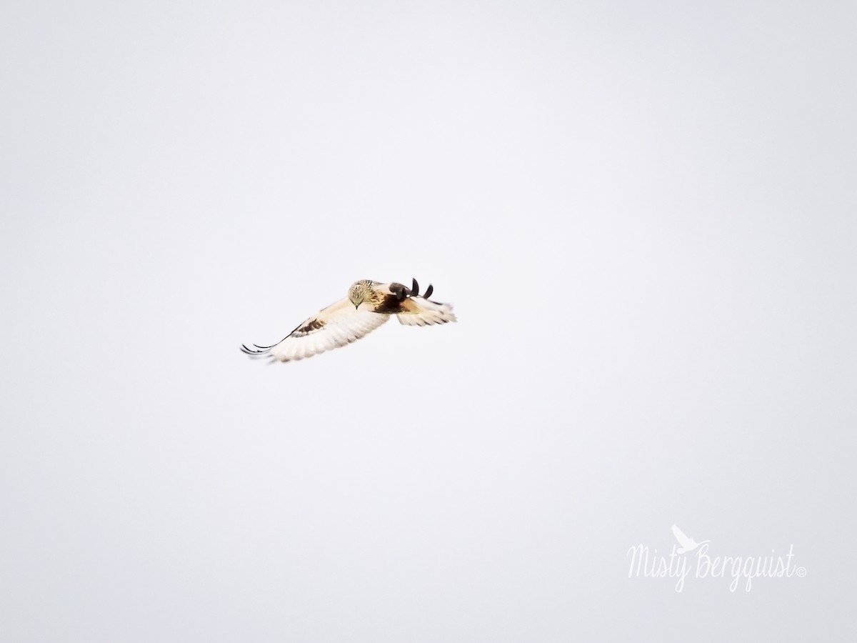 Rough-legged Hawk - ML162269931