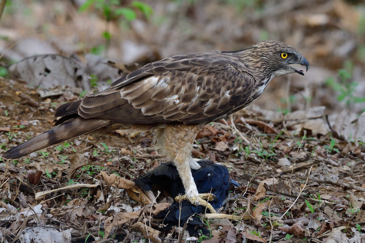 Indienhaubenadler (cirrhatus/ceylanensis) - ML162271651