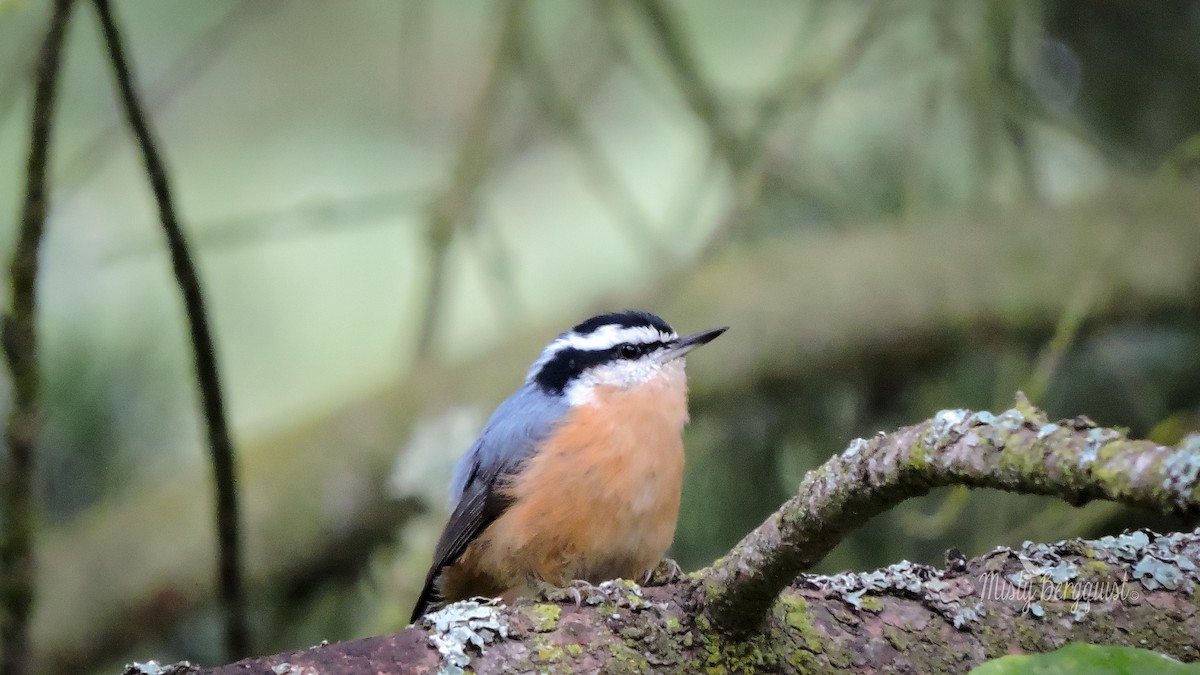 Red-breasted Nuthatch - Misty Bergquist