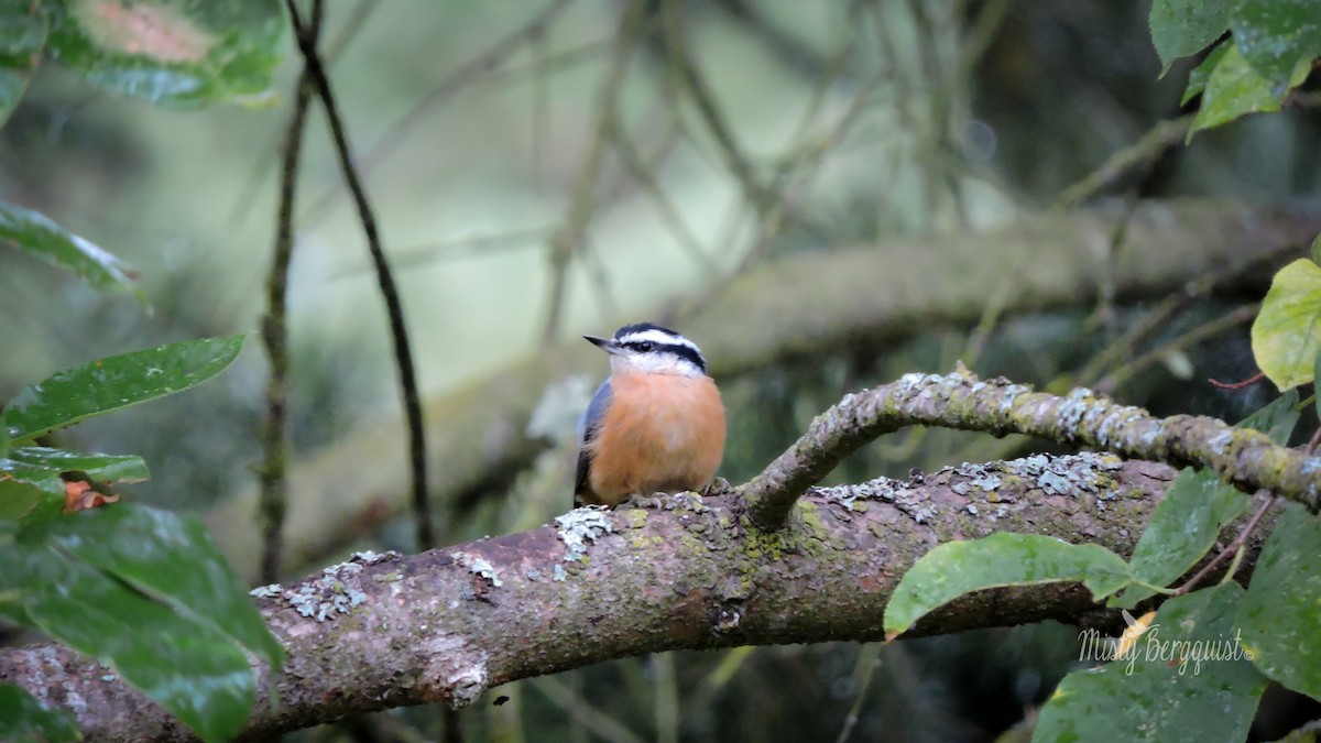 Red-breasted Nuthatch - Misty Bergquist
