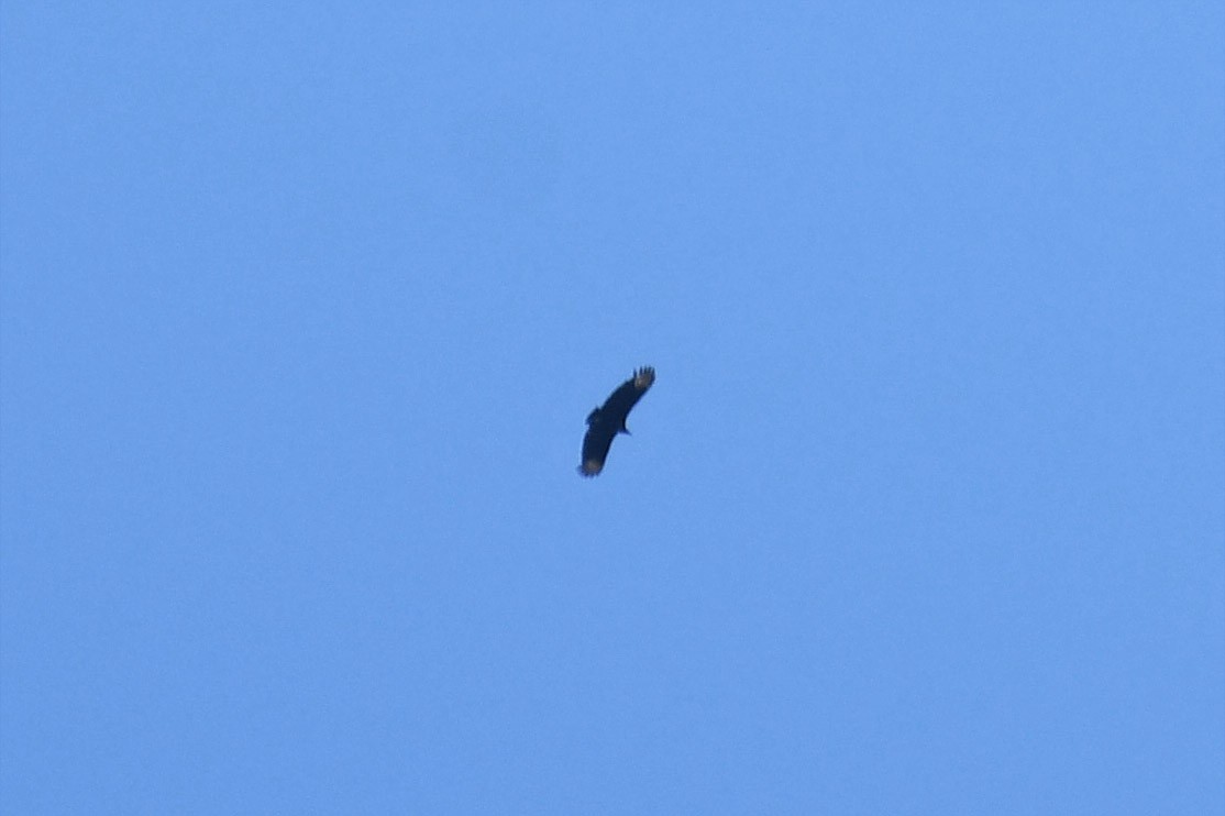 Black Vulture - ML162273801