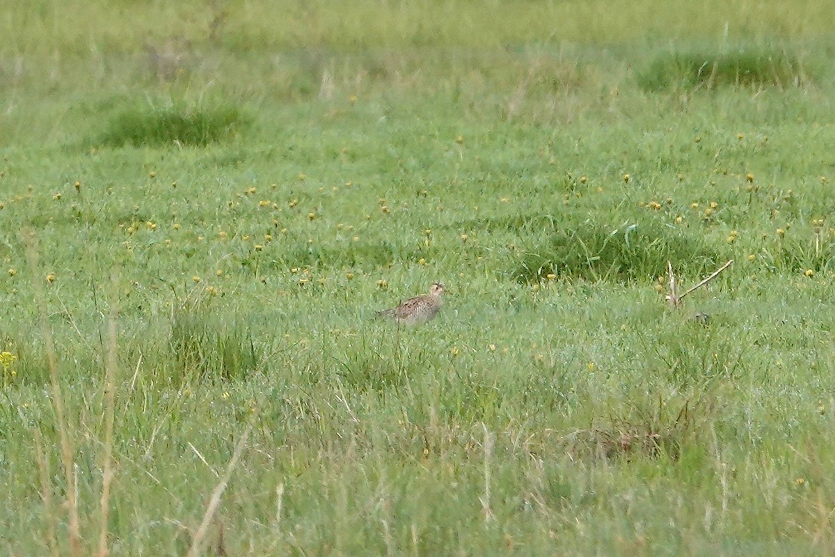 Upland Sandpiper - ML162273971