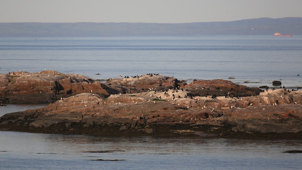 Herring Gull (American) - ML162274621