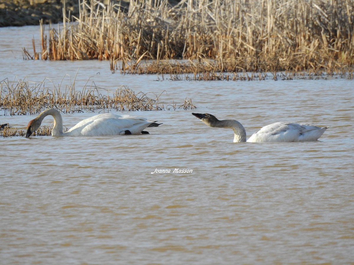 Trumpeter Swan - ML162275031