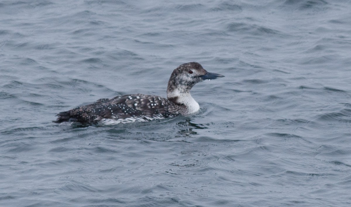 Common Loon - ML162275051