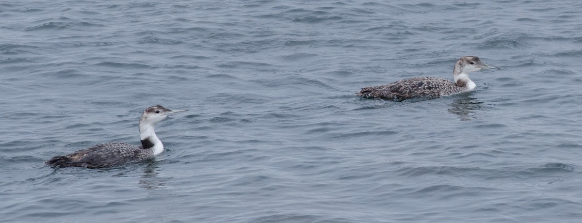 Common Loon - ML162275101