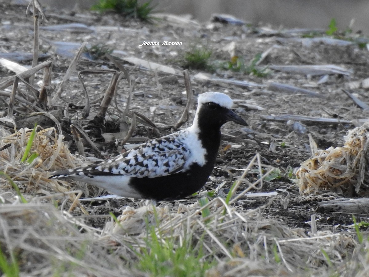 Black-bellied Plover - ML162275361