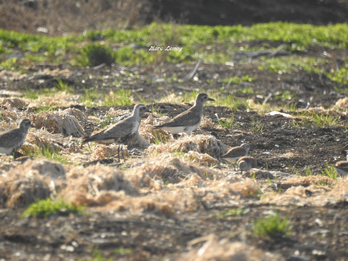 Black-bellied Plover - ML162275401