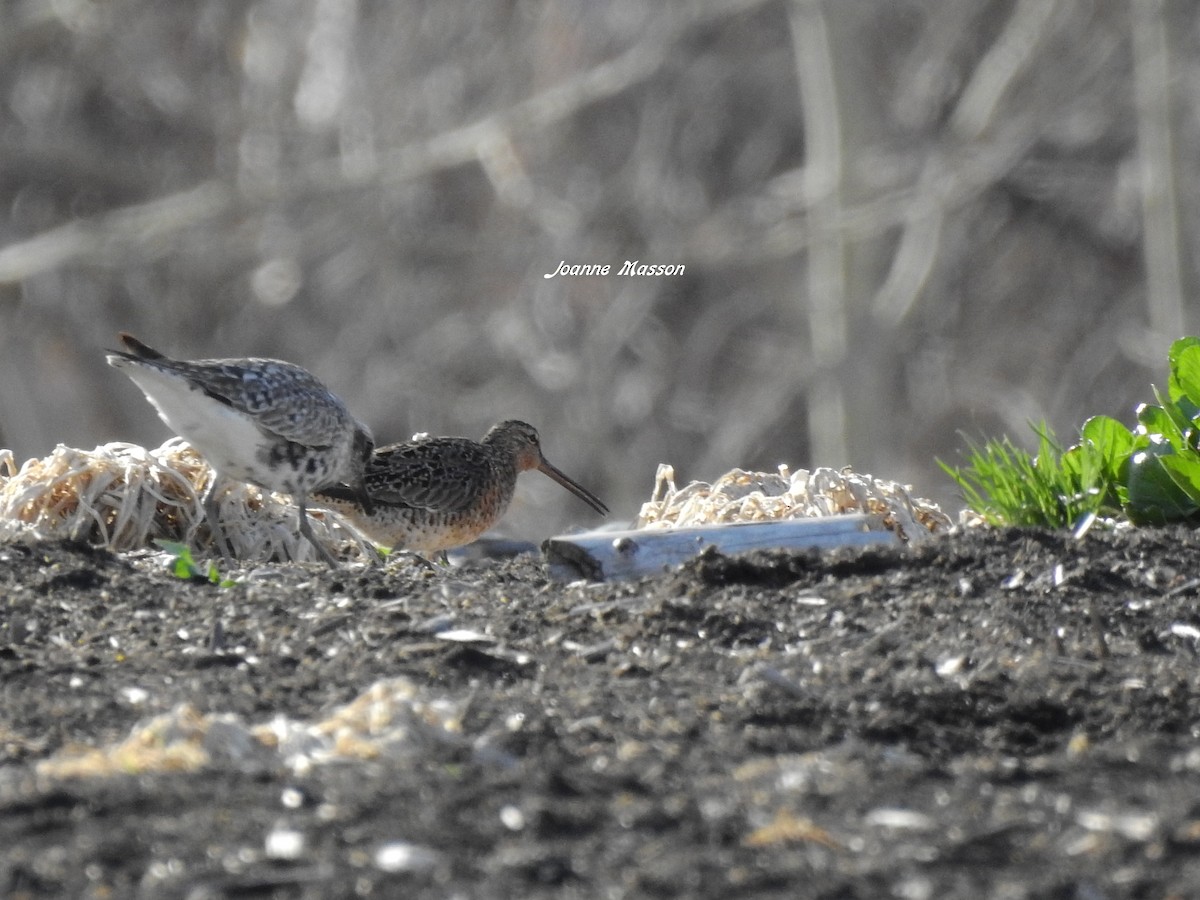 Short-billed Dowitcher - ML162275751