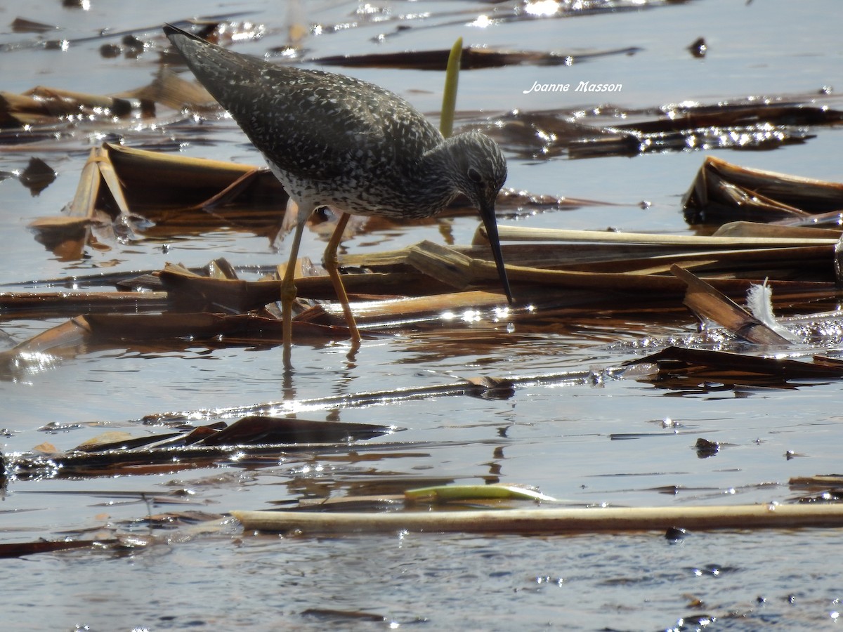 Greater Yellowlegs - ML162275871