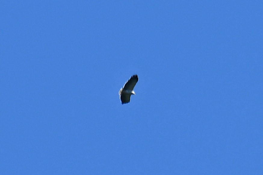 Mantled Hawk - ML162275931