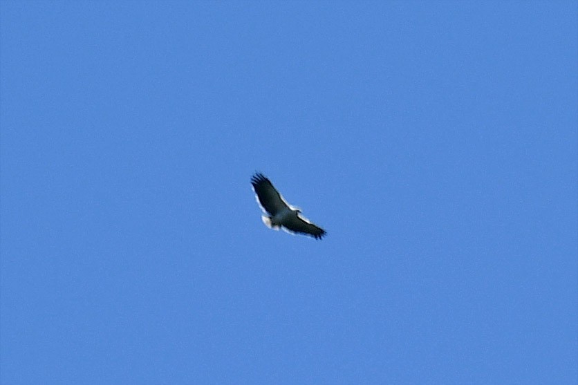 Mantled Hawk - ML162276631