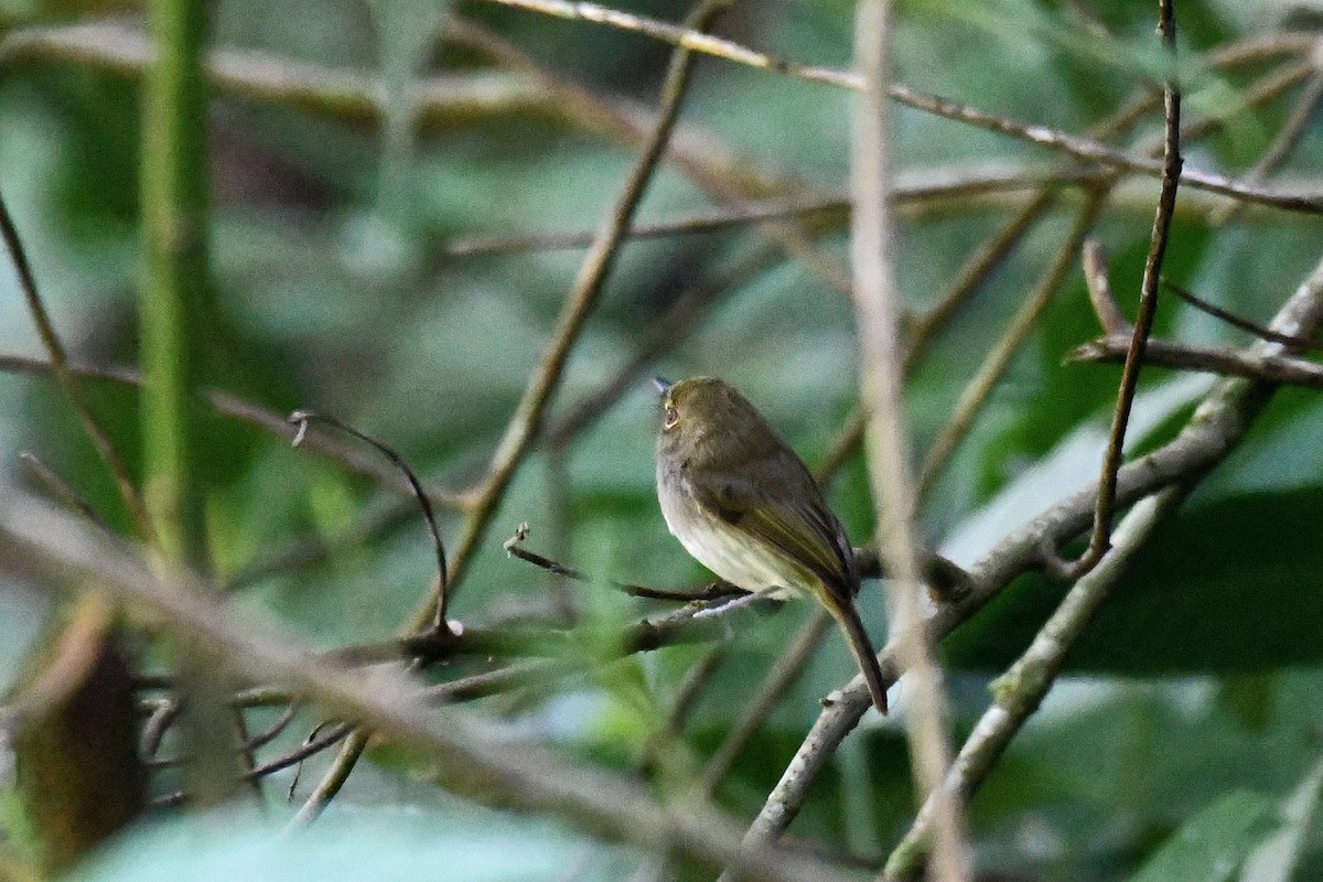 Drab-breasted Pygmy-Tyrant - ML162276901