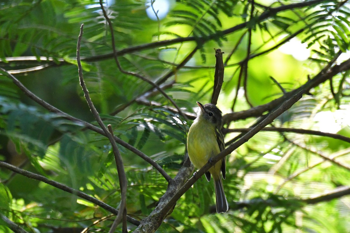 Yellow-olive Flatbill - Brian Henderson