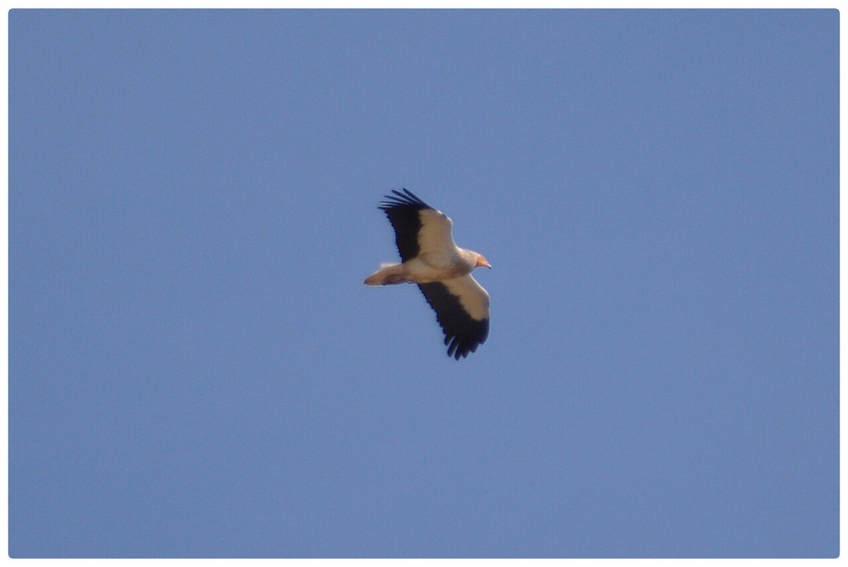 Egyptian Vulture - ML162279921