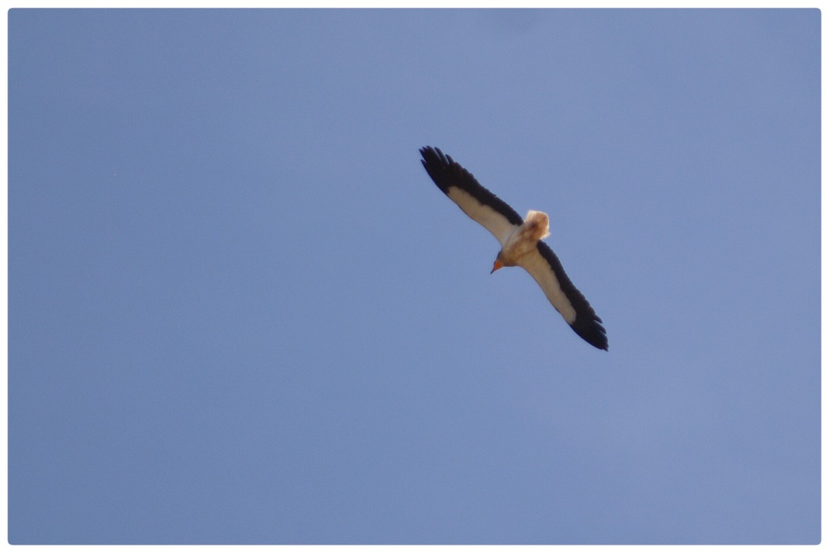 Egyptian Vulture - ML162279931