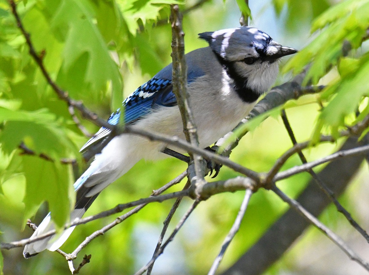 Blue Jay - ML162279991