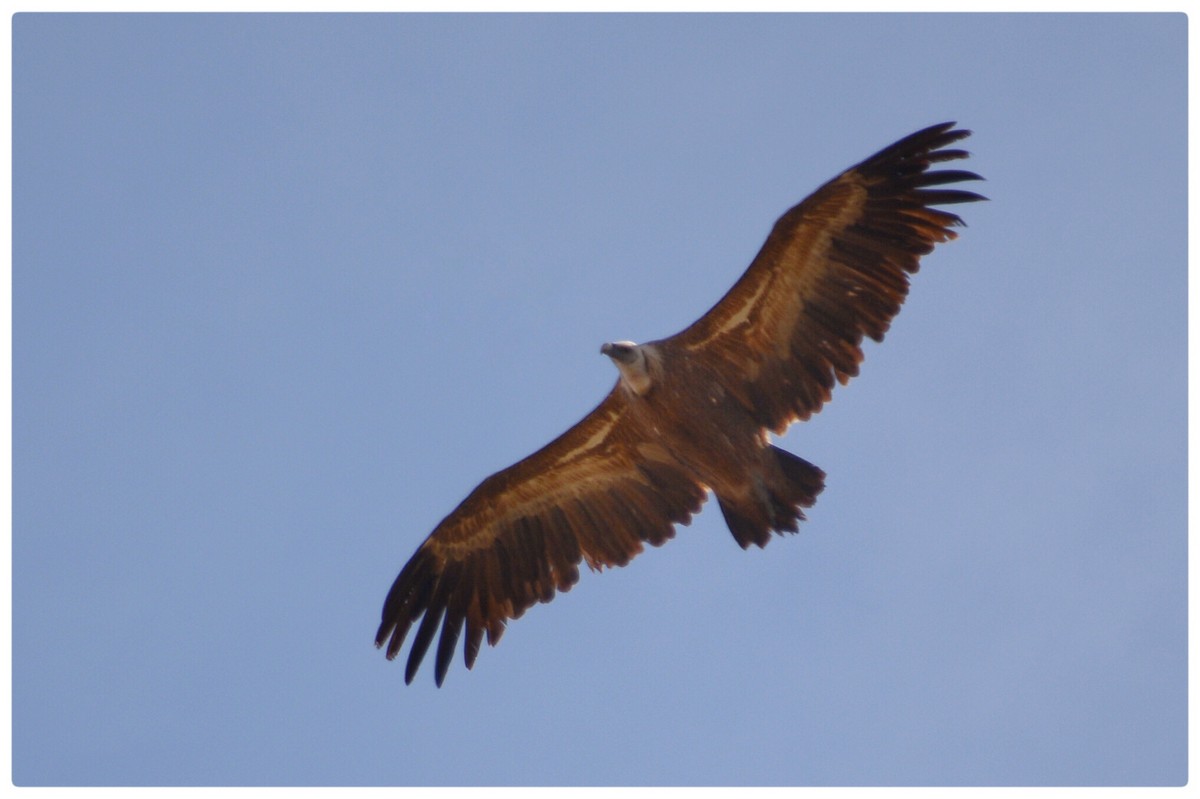 Eurasian Griffon - Tino Fernandez