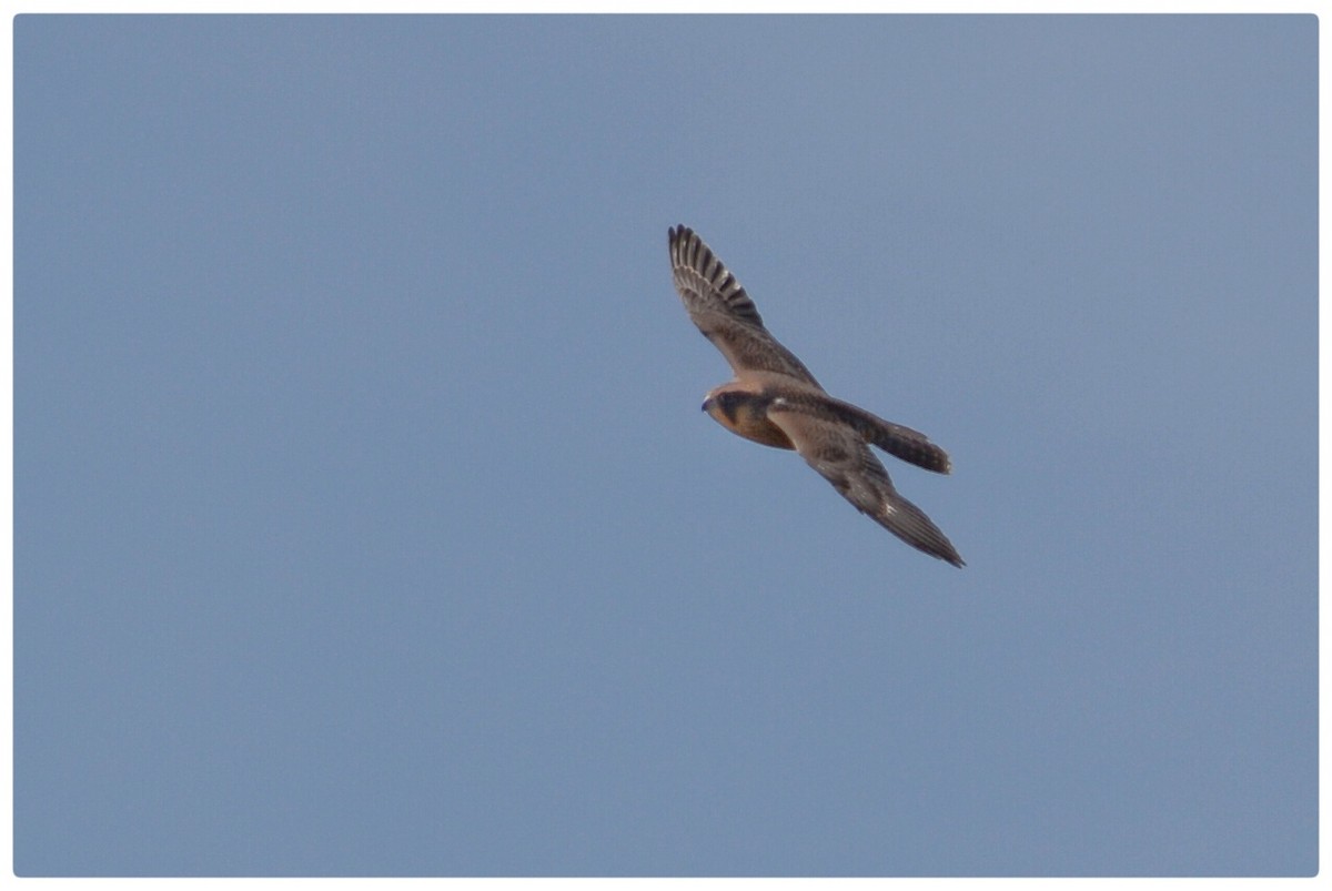 Peregrine Falcon - ML162280101