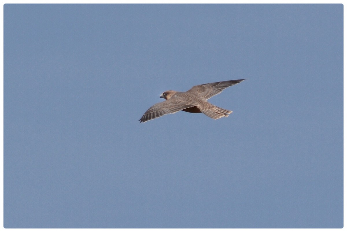 Peregrine Falcon - ML162280111