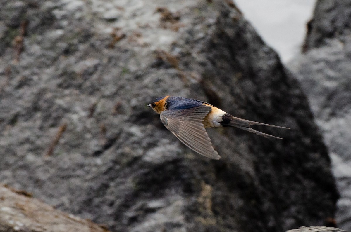 Red-rumped Swallow - ML162280611