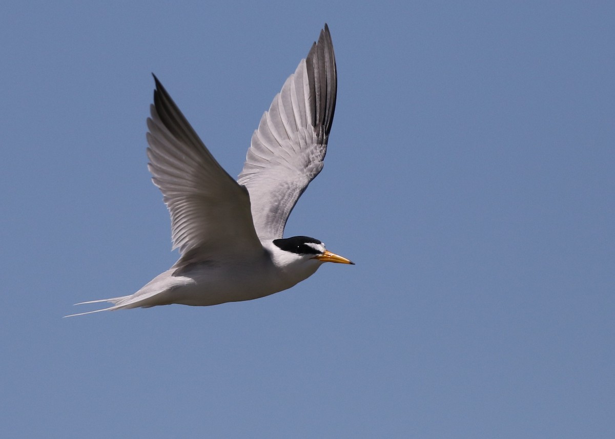 Least Tern - Dean LaTray