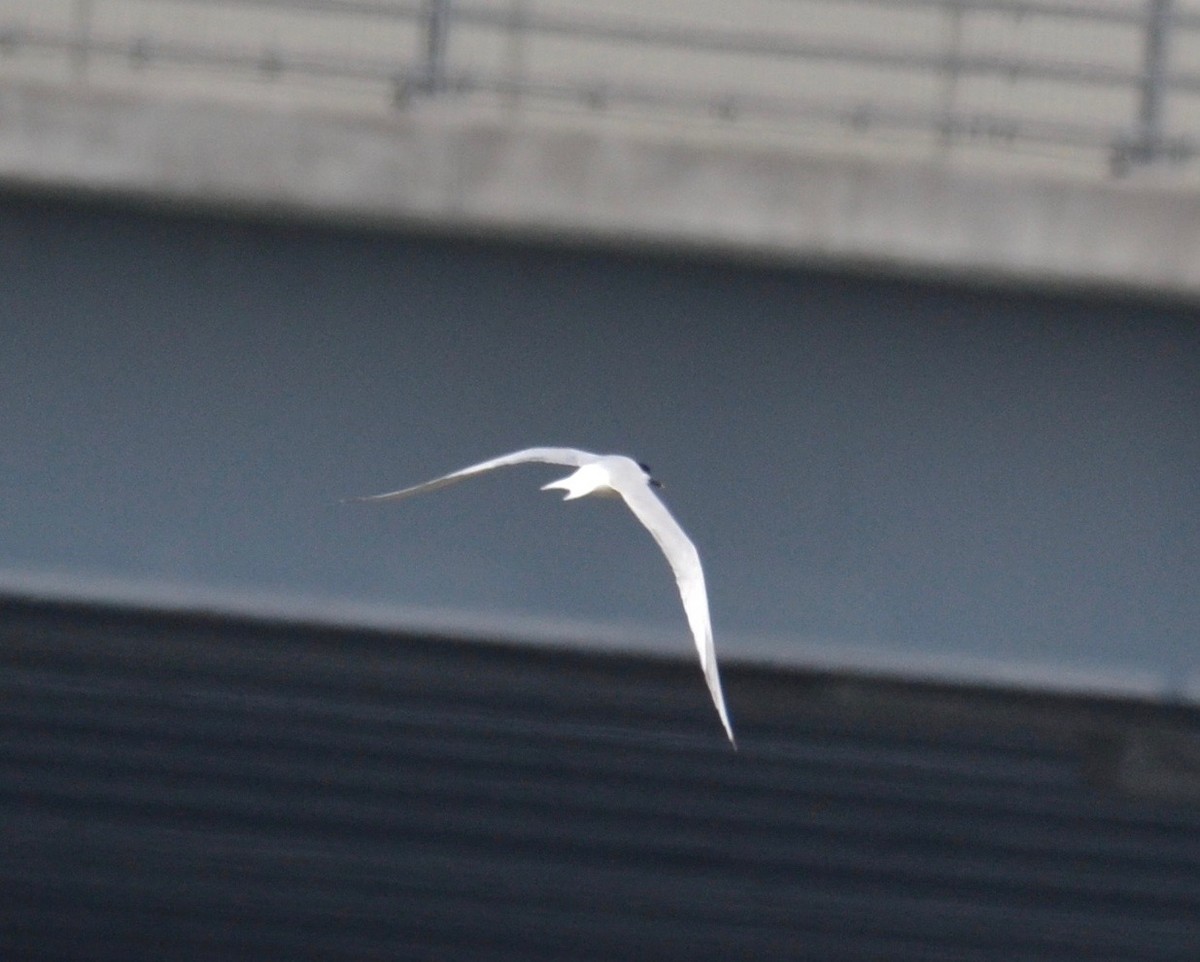 Sandwich Tern - ML162280971