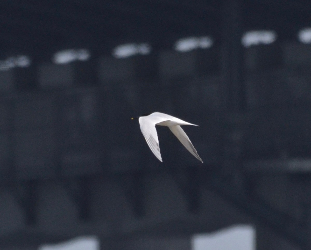 Sandwich Tern - ML162280981