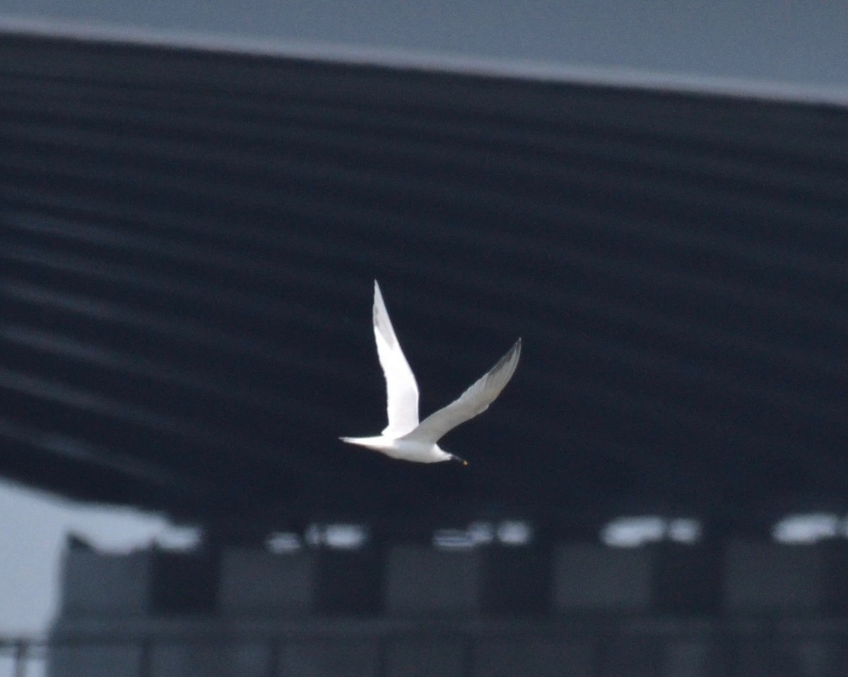 Sandwich Tern - ML162281001