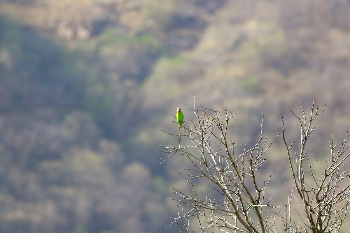 Plum-headed Parakeet - Sudhir Herle
