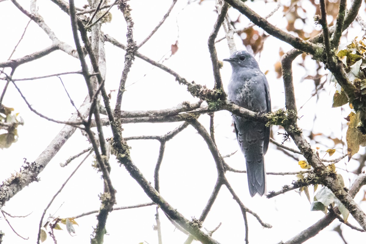 Gray Cuckooshrike - ML162281661