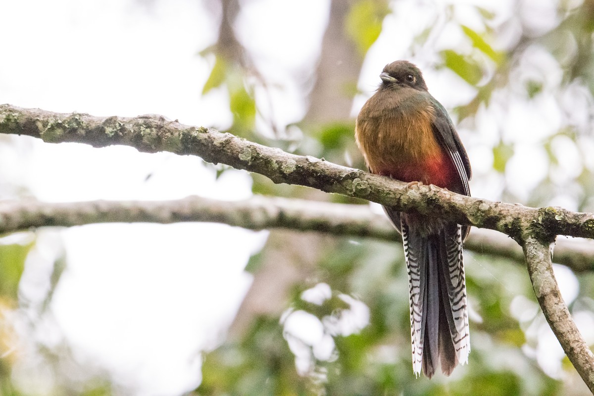 Bar-tailed Trogon - ML162281771