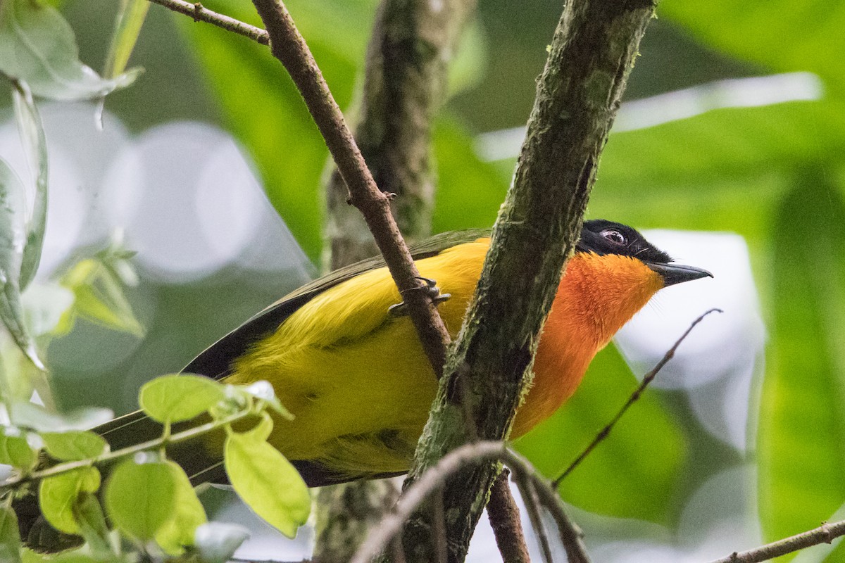 Black-fronted Bushshrike - ML162282011