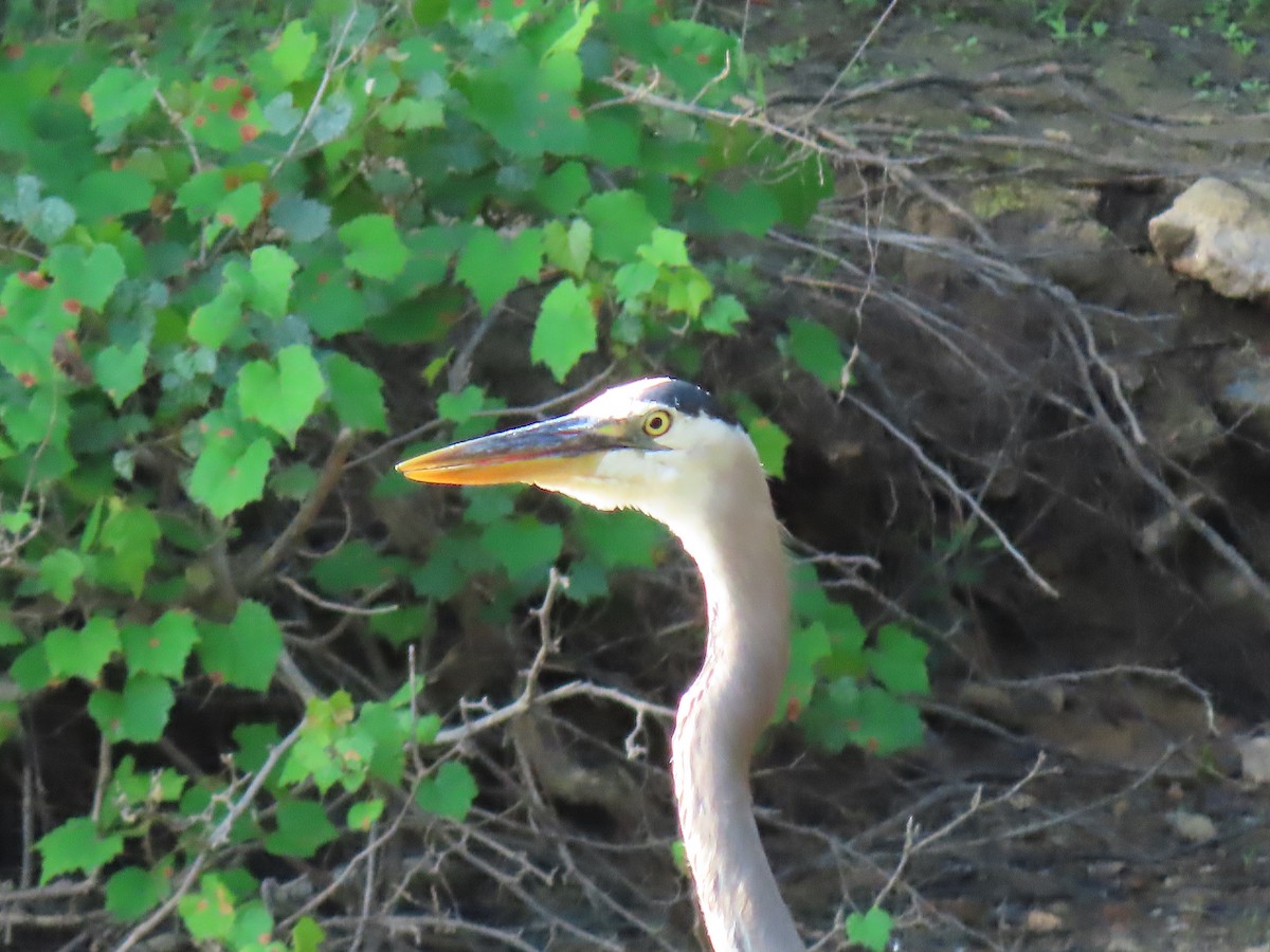 Great Blue Heron - ML162282381