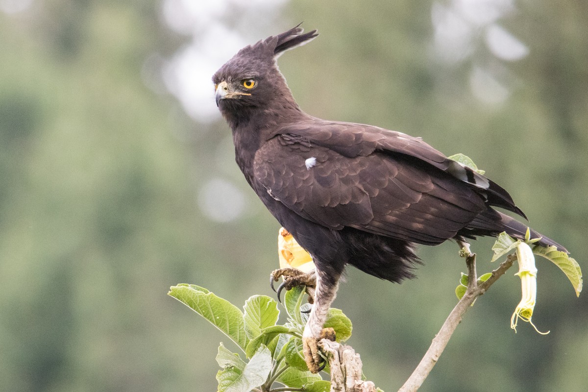 Long-crested Eagle - ML162282661