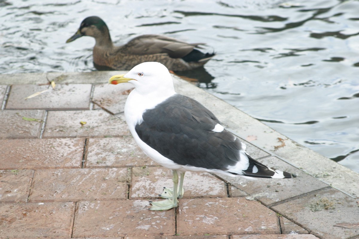 Kelp Gull - ML162283771